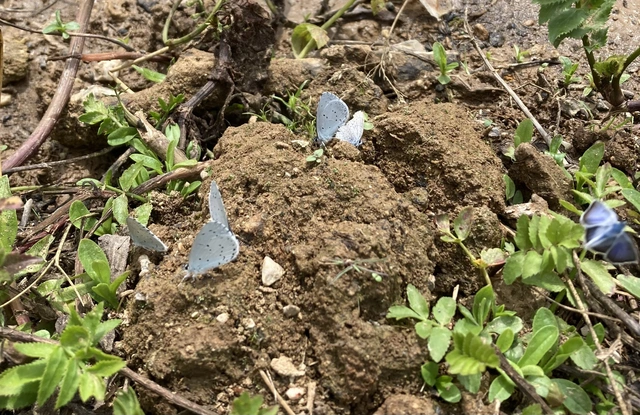 Celastrina argiolus - bengeboglárka