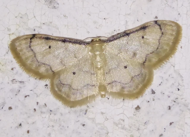 Idaea politaria - vonalas apróaraszoló