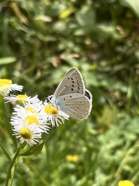 Polyommatus daphnis - csipkés boglárka