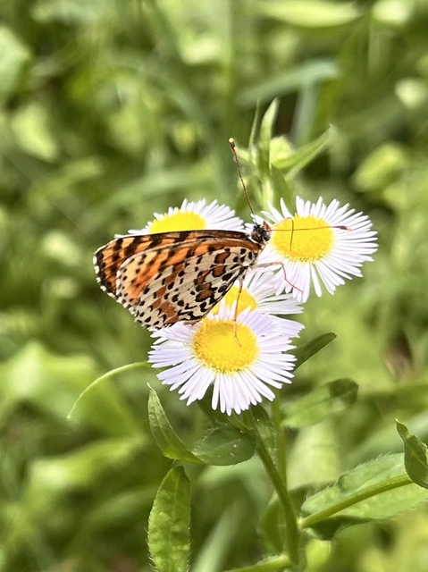 Melitaea didyma - tüzes tarkalepke