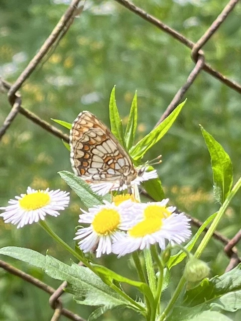 Melitaea aurelia - recés tarkalepke