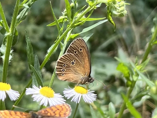 Aphantopus hyperanthus - közönséges ökörszemlepke