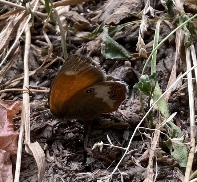 Coenonympha arcania - fehéröves szénalepke
