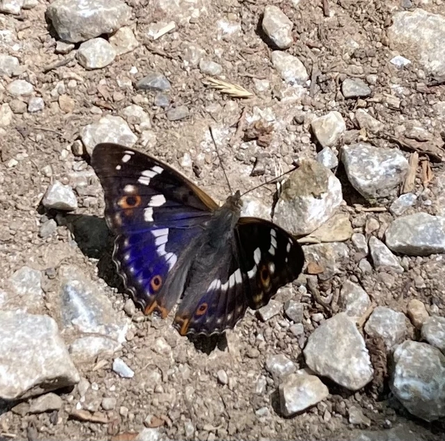 Apatura ilia - kis színjátszólepke