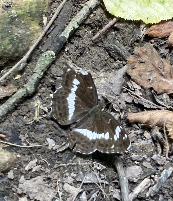 Limenitis camilla - kis lonclepke