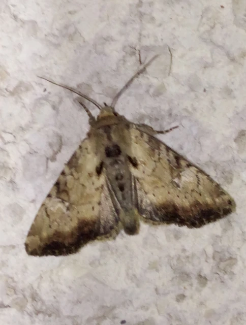 Loscopia scolopacina - csinos dudvabagoly