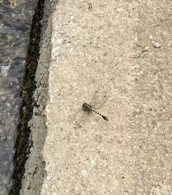 Onychogomphus forcipatus - gyűrűs folyami-szitakötő Onychogomphus forcipatus - gyűrűs folyami-szitakötő