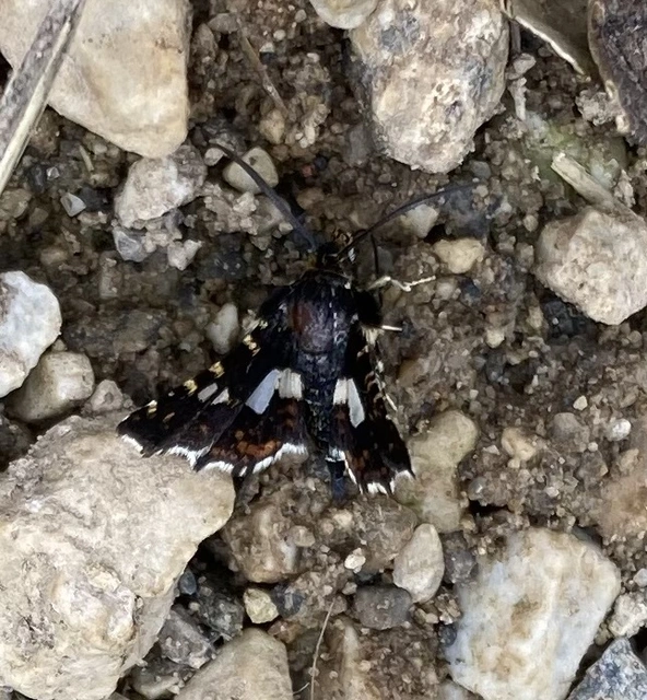 Thyris fenestrella - gyakori ablakosmoly