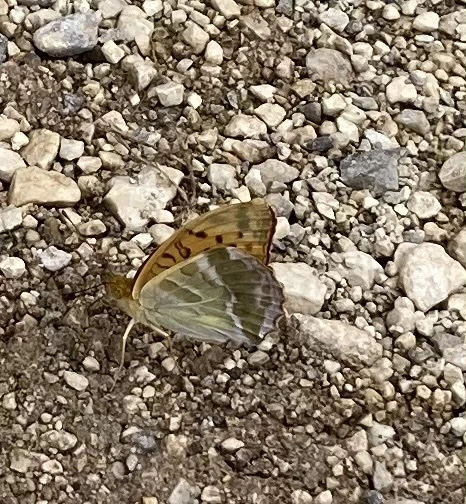 Argynnis paphia - nagy gyöngyházlepke