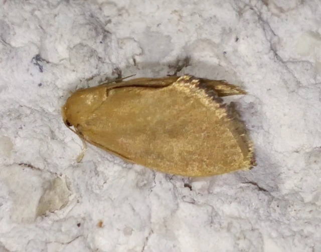 Heterogenea asella - csigalepke
