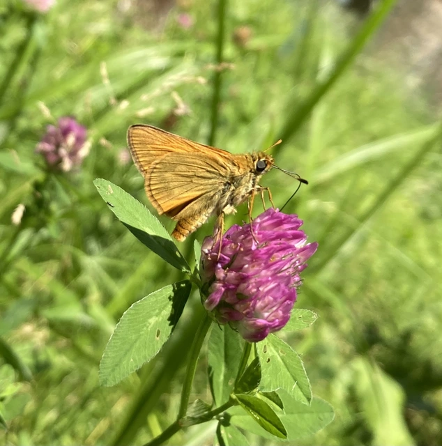 Ochlodes sylvanus - erdei busalepke