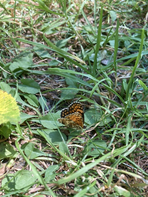 Melitaea athalia - közönséges tarkalepke