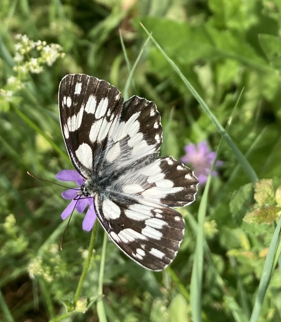 Melanargia galathea - sakktáblalepke
