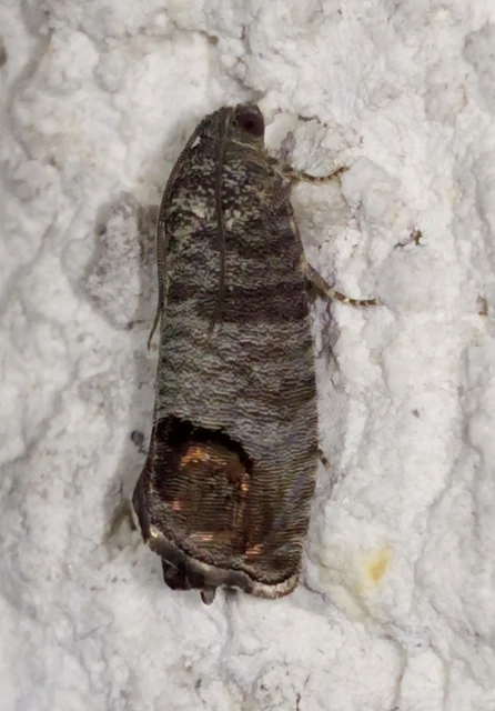 Cydia pomonella - almamoly