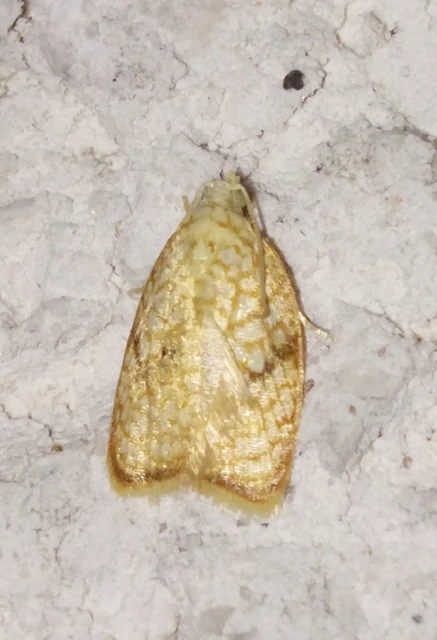 Acleris forsskaleana - juharos levélmoly
