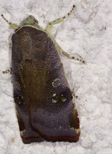 Noctua janthe/janthina