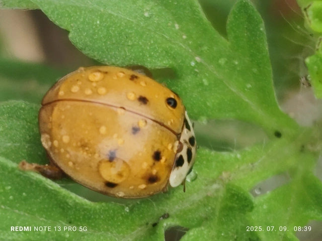 Harmonia axyridis - harlekinkatica