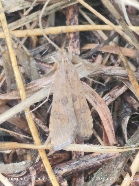 Nomophila noctuella - közönséges vándormoly