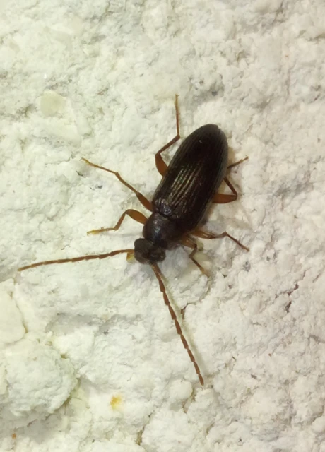Allecula morio - karcsú alkonybogár Allecula morio - karcsú alkonybogár