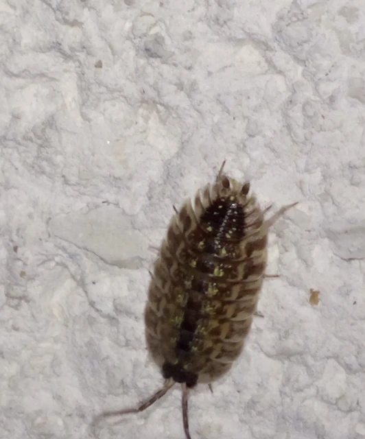 Isopoda - Ászkarákok