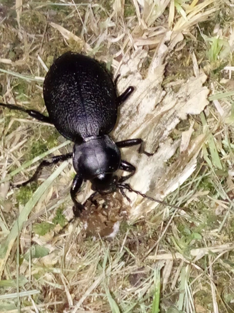 Carabus coriaceus - bőrfutrinka