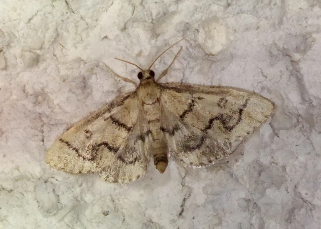 Metasia ophialis - kígyósávos tűzmoly