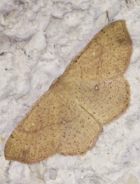 Cyclophora ruficiliaria - vörösrojtú pettyesaraszoló