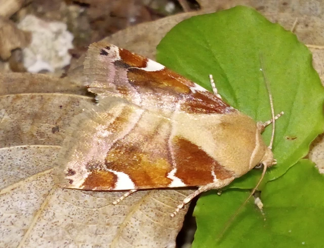 Cosmia diffinis - szilfa-lombbagoly