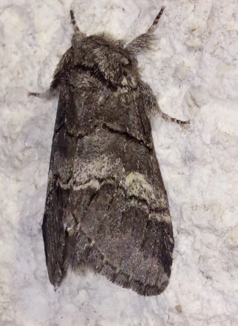 Drymonia querna - tölgyfa-púposszövő