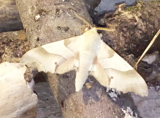 Marumba quercus - tölgyfaszender