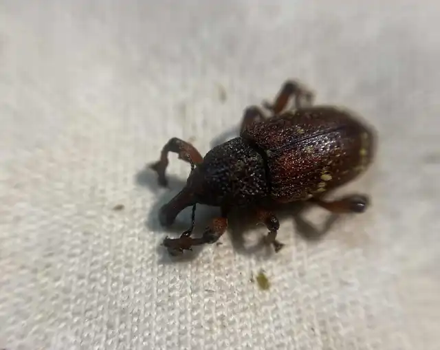 Hylobius transversovittatus - füzény-fenyvesormányos
