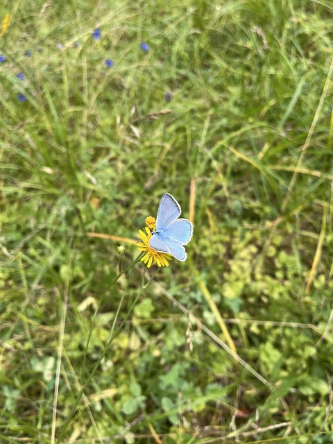 Polyommatus daphnis - csipkés boglárka