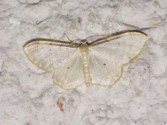 Idaea politaria - vonalas apróaraszoló