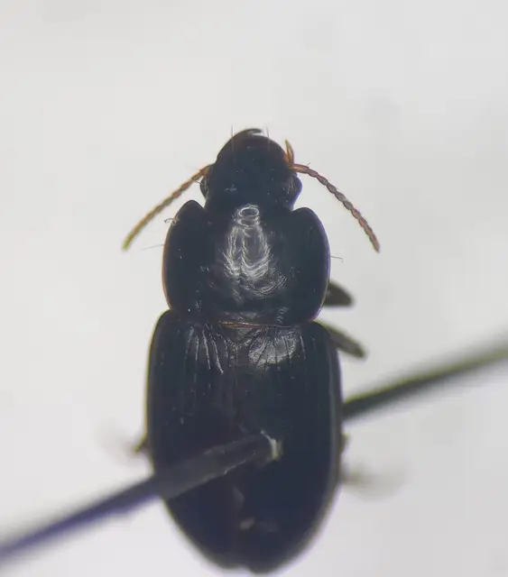 Harpalus pumilus - törpe lomhafutó
