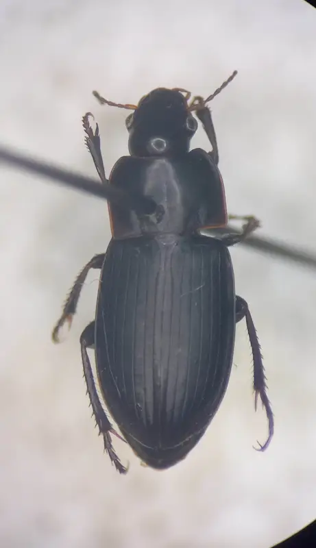 Harpalus anxius - parlagi lomhafutó