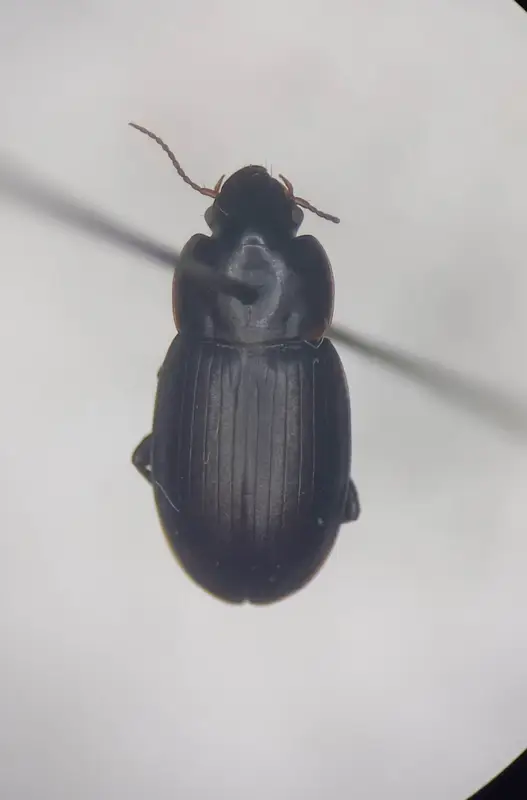 Harpalus picipennis - apró lomhafutó