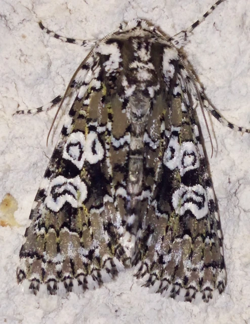 Lamprosticta culta - hármasfoltú bagoly