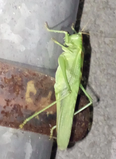 Tettigonia viridissima - zöld lombszöcske