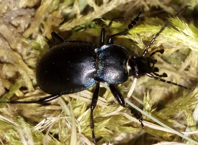 Carabus convexus - selymes futrinka