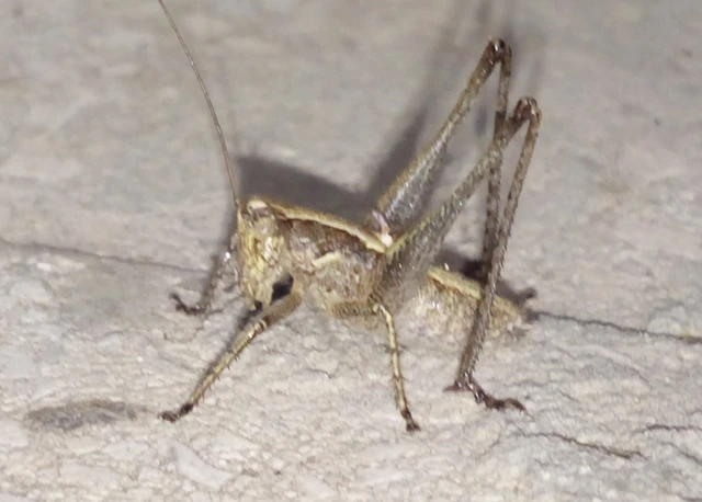 Pachytrachis gracilis - karcsú szöcske