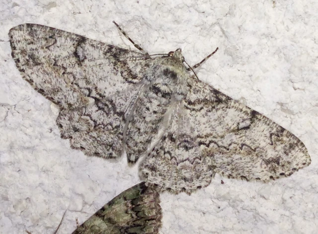 Ascotis selenaria - holdas faaraszoló