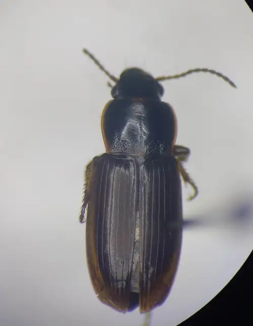 Harpalus pygmaeus - kis lomhafutó