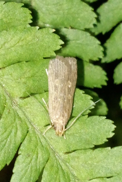 Helcystogramma triannulella - szuláksodró lápimoly