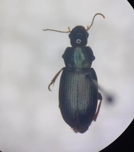 Ophonus cribricollis - fekete bársonyfutó