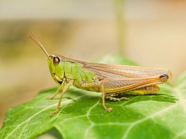 Pseudochorthippus parallelus - közönséges rétisáska