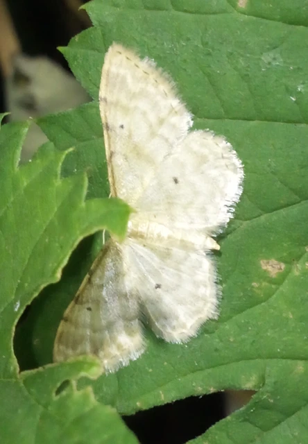 Idaea fuscovenosa - szürkeszélű apróaraszoló