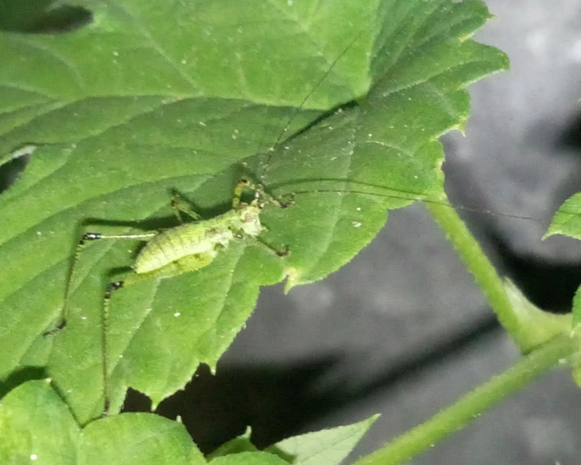 Phaneroptera