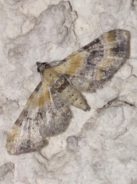 Eupithecia linariata - vonalas törpearaszoló