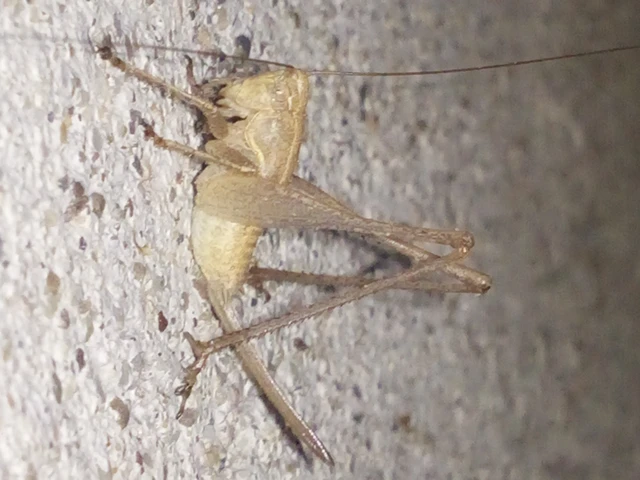 Rhacocleis germanica - német szöcske