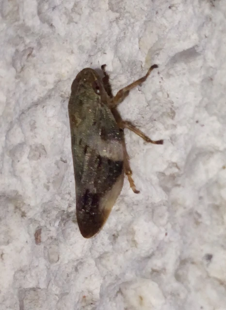 Aphrophora alni